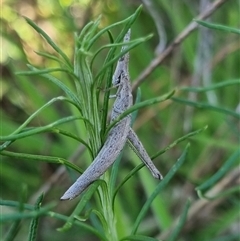 Keyacris scurra (Key's Matchstick Grasshopper) at Bungendore, NSW - 24 Oct 2024 by clarehoneydove