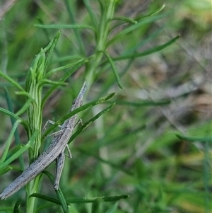 Keyacris scurra at Bungendore, NSW - 24 Oct 2024