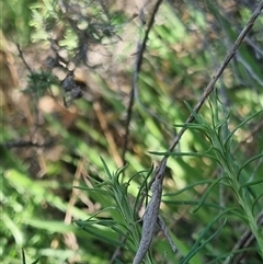 Keyacris scurra at Bungendore, NSW - 24 Oct 2024