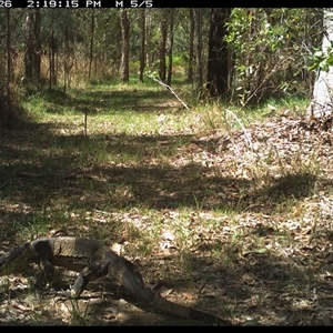 Varanus varius at Shannondale, NSW - suppressed