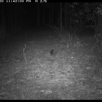 Phascogale tapoatafa (Brush-tailed Phascogale) at Shannondale, NSW - 26 Oct 2024 by PEdwards