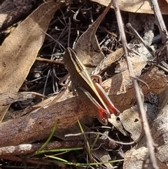 Apotropis tricarinata (Eastern striped grasshopper) at Bungendore, NSW - 24 Oct 2024 by clarehoneydove