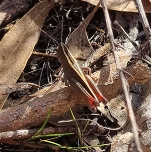 Apotropis tricarinata at Bungendore, NSW - suppressed