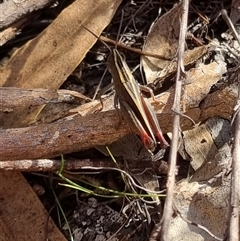 Apotropis tricarinata at Bungendore, NSW - suppressed