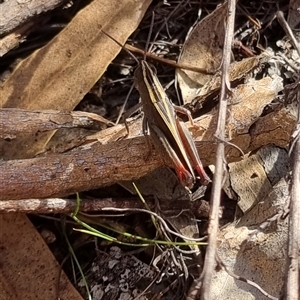 Apotropis tricarinata at Bungendore, NSW - suppressed