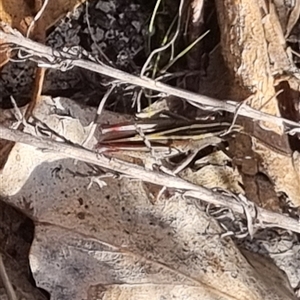 Apotropis tricarinata at Bungendore, NSW - suppressed