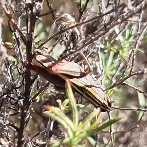 Apotropis tricarinata at Bungendore, NSW - suppressed