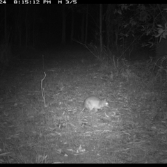 Perameles nasuta (Long-nosed Bandicoot) at Shannondale, NSW - 26 Oct 2024 by PEdwards