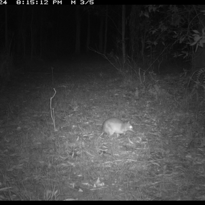 Perameles nasuta (Long-nosed Bandicoot) at Shannondale, NSW - 26 Oct 2024 by PEdwards