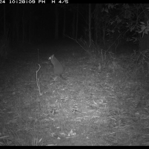 Aepyprymnus rufescens at Shannondale, NSW - 26 Oct 2024 05:39 PM