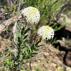 Pimelea treyvaudii (Grey Riceflower) at Burrinjuck, NSW - 26 Oct 2024 by sduus