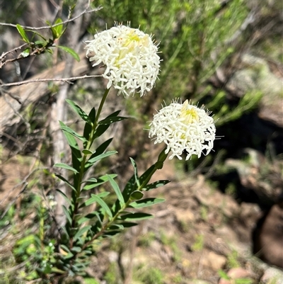 Pimelea treyvaudii (Grey Riceflower) at Burrinjuck, NSW - 26 Oct 2024 by sduus