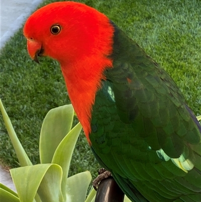 Alisterus scapularis (Australian King-Parrot) at Jerrabomberra, NSW - 26 Oct 2024 by SteveBorkowskis