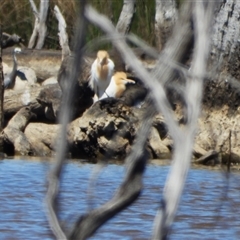 Bubulcus coromandus (Eastern Cattle Egret) at Forde, ACT - 26 Oct 2024 by LineMarie