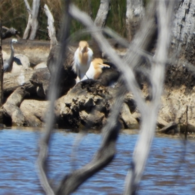 Bubulcus coromandus (Eastern Cattle Egret) at Forde, ACT - 26 Oct 2024 by LineMarie