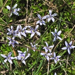 Isotoma fluviatilis subsp. australis (Swamp Isotome) at Forde, ACT - 26 Oct 2024 by LineMarie