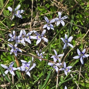 Isotoma fluviatilis subsp. australis at Forde, ACT - 26 Oct 2024