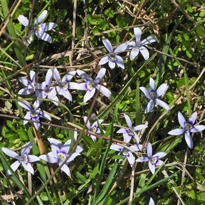 Isotoma fluviatilis subsp. australis (Swamp Isotome) at Forde, ACT - 26 Oct 2024 by LineMarie