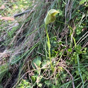 Pterostylis curta at Burrinjuck, NSW - 26 Oct 2024