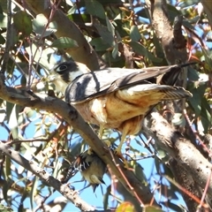 Falco longipennis (Australian Hobby) at Forde, ACT - 26 Oct 2024 by LineMarie