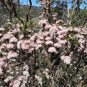 Calytrix tetragona at Burrinjuck, NSW - 26 Oct 2024