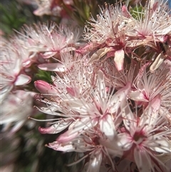 Calytrix tetragona at Burrinjuck, NSW - 26 Oct 2024 11:55 AM