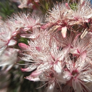 Calytrix tetragona at Burrinjuck, NSW - 26 Oct 2024 11:55 AM