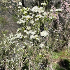 Calytrix tetragona at Burrinjuck, NSW - 26 Oct 2024