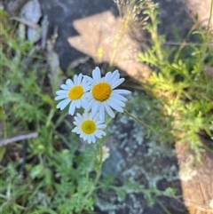 Brachyscome ciliaris var. ciliaris (Bushy Cut-leaf Daisy) at Burrinjuck, NSW - 26 Oct 2024 by sduus