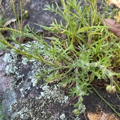 Brachyscome ciliaris var. ciliaris at Burrinjuck, NSW - 26 Oct 2024 11:56 AM