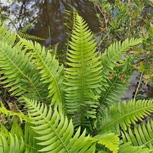 Blechnum nudum at Robertson, NSW - 26 Oct 2024