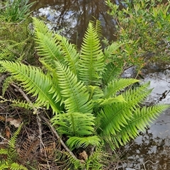 Blechnum nudum at Robertson, NSW - 26 Oct 2024 02:53 PM