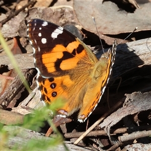 Vanessa kershawi (Australian Painted Lady) at Chiltern, VIC by KylieWaldon