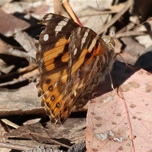 Vanessa kershawi at Chiltern, VIC - 26 Oct 2024 07:47 AM