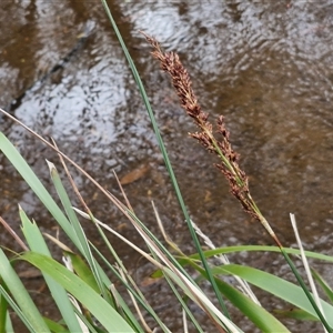 Machaerina tetragona at Robertson, NSW - 26 Oct 2024