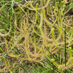 Drosera binata at Robertson, NSW - 26 Oct 2024