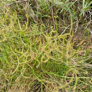 Drosera binata at Robertson, NSW - 26 Oct 2024