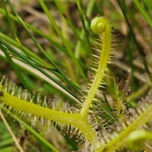 Drosera binata at Robertson, NSW - 26 Oct 2024