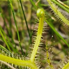 Drosera binata at Robertson, NSW - 26 Oct 2024