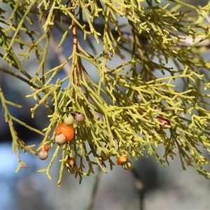 Exocarpos cupressiformis (Cherry Ballart) at Chiltern, VIC by KylieWaldon