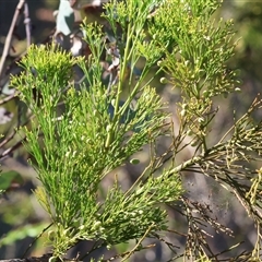 Exocarpos cupressiformis at Chiltern, VIC - 26 Oct 2024 07:54 AM