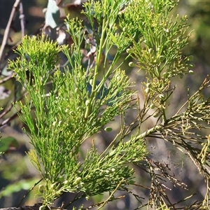 Exocarpos cupressiformis at Chiltern, VIC - 26 Oct 2024