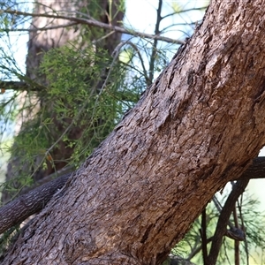 Exocarpos cupressiformis at Chiltern, VIC - 26 Oct 2024