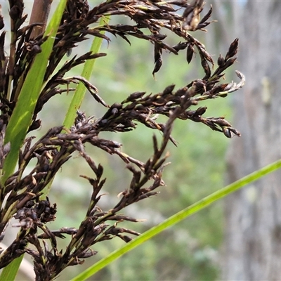 Gahnia sieberiana at Robertson, NSW - 26 Oct 2024 by trevorpreston