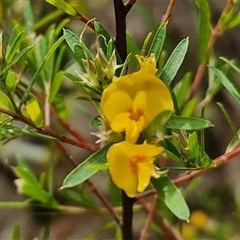 Unverified Pea at Robertson, NSW - 26 Oct 2024 by trevorpreston