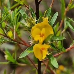 Unidentified Pea at Robertson, NSW - 26 Oct 2024 by trevorpreston