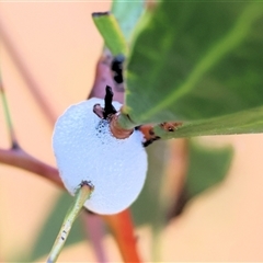Aphrophorinae (subfamily) (Unidentified spittlebug) at Chiltern, VIC - 26 Oct 2024 by KylieWaldon