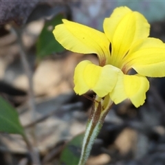 Goodenia hederacea at Chiltern, VIC - 25 Oct 2024 by KylieWaldon