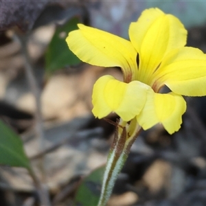 Goodenia hederacea at Chiltern, VIC by KylieWaldon