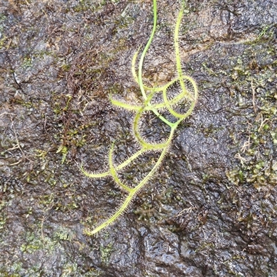 Drosera binata (Forked Sundew) at Robertson, NSW - 26 Oct 2024 by trevorpreston